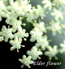 エルダーフラワーの花