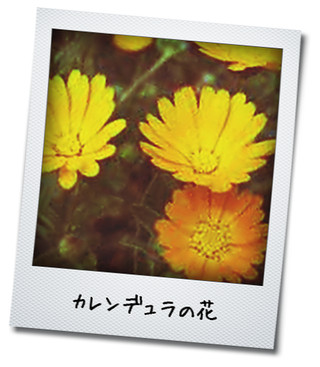 カレンデュラの花
