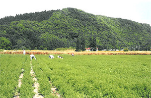 薄荷の作業風景