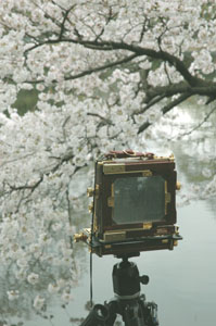 新宿御苑の桜並木